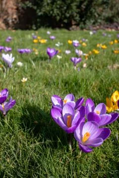 Crocus flowers in bloom Stock-Fotos
