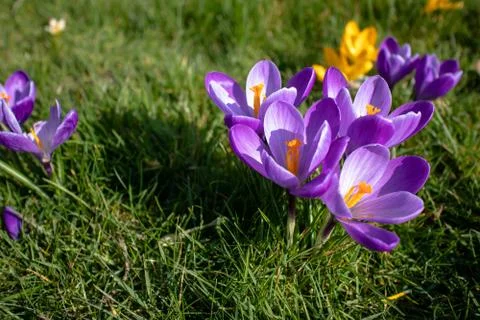 Crocus flowers in bloom Stock-Fotos