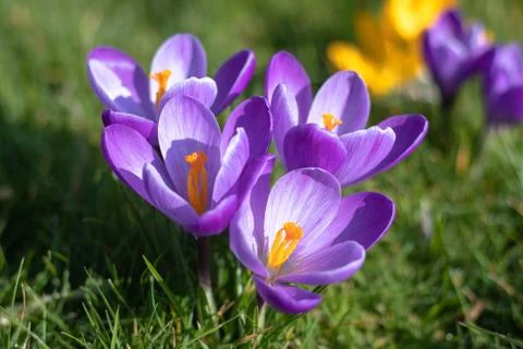 Crocus flowers in bloom Stock-Fotos