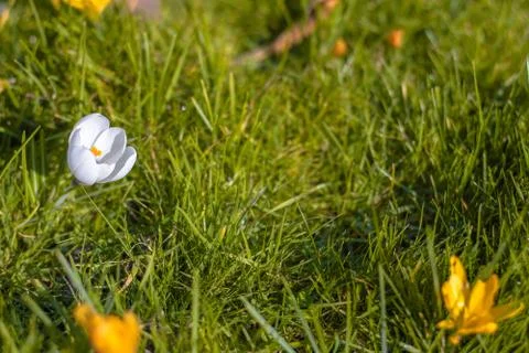 Crocus flowers in bloom Stock-Fotos