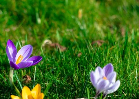 Crocus flowers in bloom Stock Photos