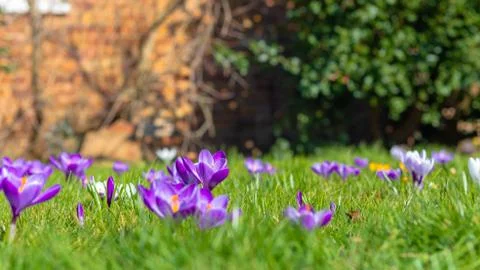 Crocus flowers in bloom Stock-Fotos