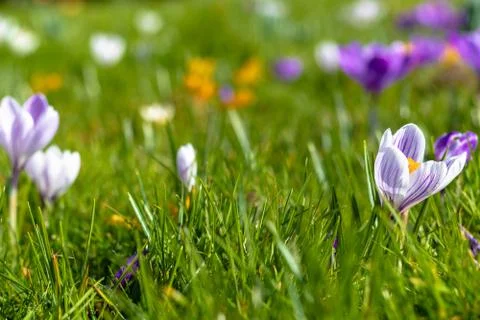 Crocus flowers in bloom Stock Photos