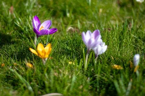 Crocus flowers in bloom Stock-Fotos