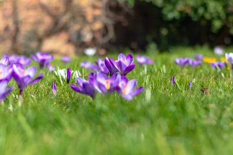 Crocus flowers in bloom Stock-Fotos