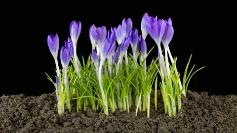  Crocus flowers bloom in spring. Isolated on black background. Stock Footage 104845304