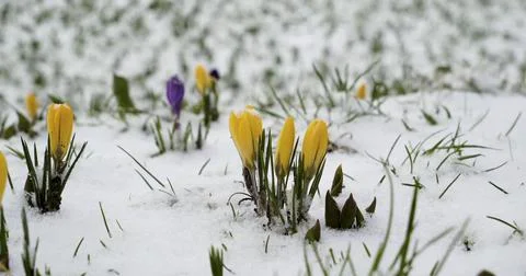 Crocus flowers bloom through snow in early spring landscape filled with gre Foto stock