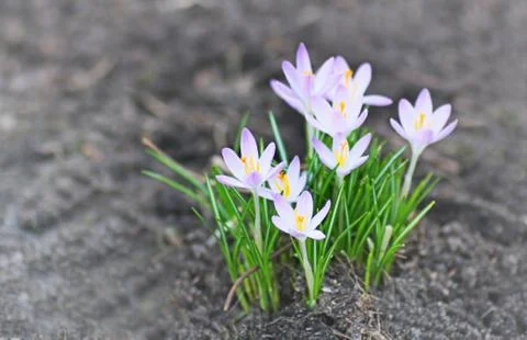 Crocus flowers bloomed in the spring. Stock Photos