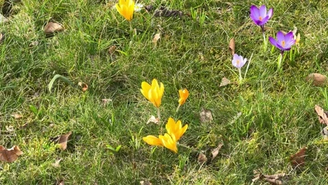 Crocus flowers blooming in green spring grass Stock Footage 334326285