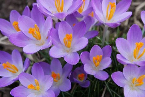 Crocus Flowers Blooming Stock Photos