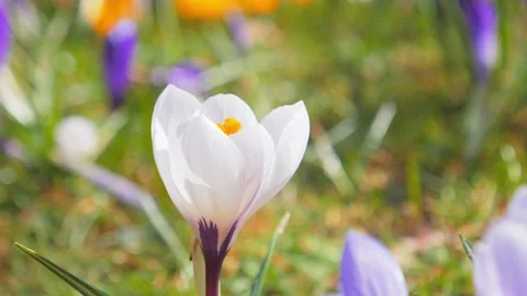 Crocus flowers blooming in the spring Stockbeeldmateriaal 130705786