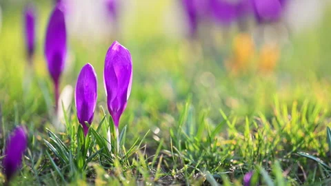 Crocus flowers blooming in spring forest clearing, serene 4K slow motion Stock Footage 326830418
