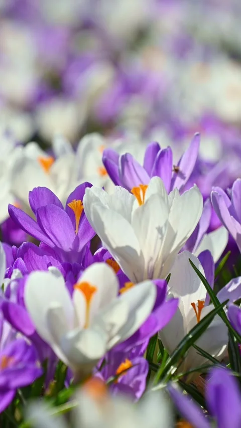 Crocus flowers blooming in spring garden, close up meadow 動画素材 331593129