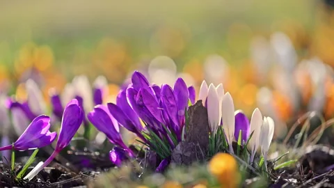 Crocus flowers blooming in spring light, freshness and renewal concept, soft 4K Stock Footage 326338735