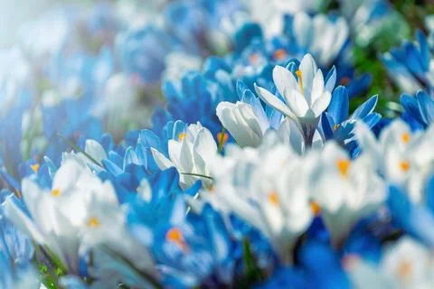 Crocus flowers blooming in sunlit spring meadow carpet Stock Photos