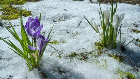 Crocus flowers blooming through melting snow in early spring Stock Footage 334932744