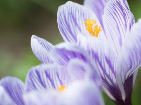 Crocus flowers close up Stock Photos