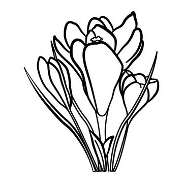 Crocus flowers for Coloring. Beautiful Spring Flowers. Vector illustration Illustrazione stock