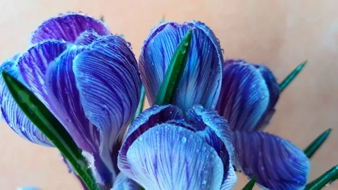 Crocus flowers covered with dew drops Stock Footage 103843880