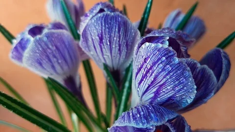 Crocus flowers covered with dew Stock Footage 103842779