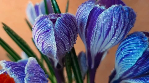 Crocus flowers covered with dew Stock Footage 103843017
