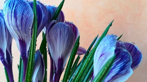 Crocus flowers covered with water drops Stock Footage 103843774