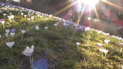 Crocus flowers during a sunset walk in Utrecht Stock Footage