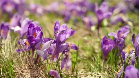 Crocus flowers field Stock Footage 66449588