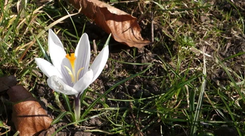 Crocus flowers Видео 51395418