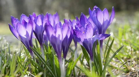 Crocus flowers Stock Footage 56179089