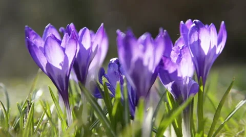 Crocus flowers Stock Footage 56180080