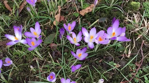 Crocus flowers Stock-Footage 124861292