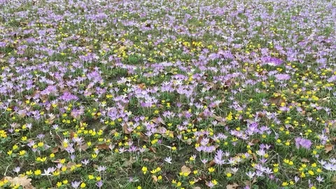 Crocus flowers Stock Footage 124861304