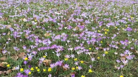 Crocus flowers Stock-Footage 124861306