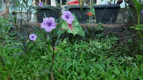 Crocus flowers Video stock 204831502