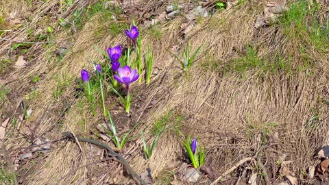 Crocus flowers Stock Footage 305736422