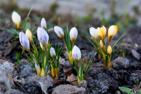 Crocus flowers in the forest Stock Photos