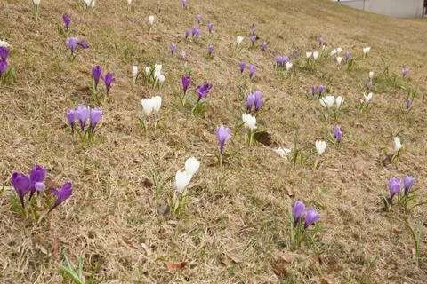 Crocus flowers on grass Stock Photos