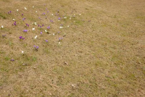 Crocus flowers on grass Stock Photos