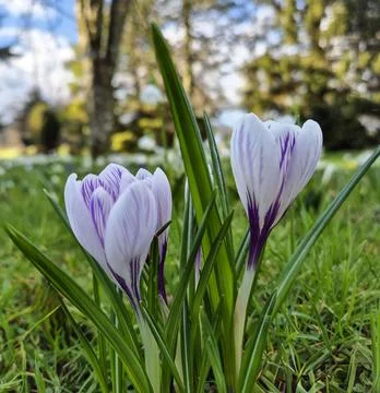 Crocus flowers in the grass Stock Photos