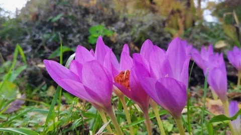 Crocus flowers on green grass, close up. Video stock 166220101