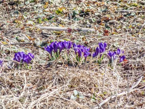 Crocus flowers in the ground Foto stock