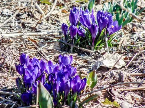 Crocus flowers in the ground Stock Photos