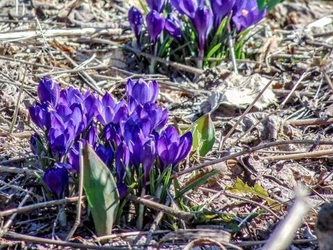 Crocus flowers in the ground Stock Photos