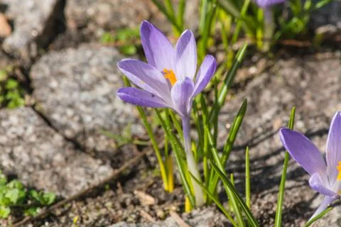 Crocus flowers growing Stock Photos