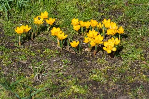 Crocus flowers growing Stock Photos