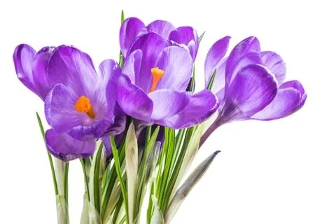 Crocus Flowers Isolated Stock Photos