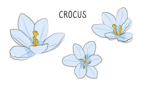 Crocus flowers isolated on white background. Stock Illustration