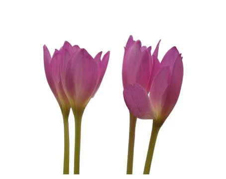Crocus flowers isolated on white background Stock Photos