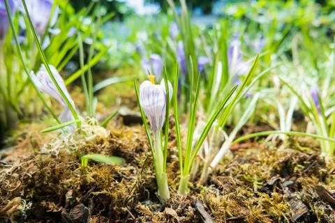 Crocus flowers makes the way through fallen leaves. Natural spring backgrou.. Stock Photos